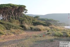 Bomen-Toscane