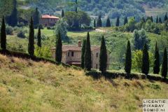 Pijnbomen-2-Toscane