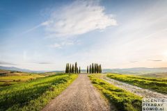 Pijnbomen-Toscane