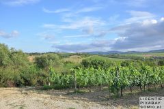 Wijngaard-Toscane